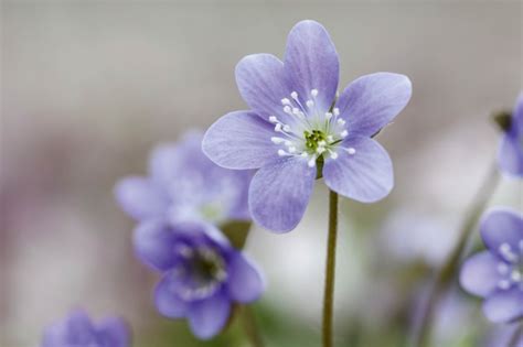 Hepatica How To Plant Grow And Care For Hepatica Gardens Illustrated