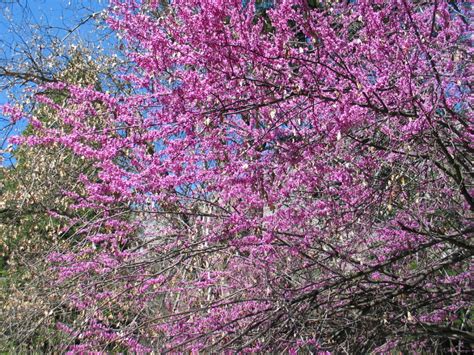 Check spelling or type a new query. List of Flowering Trees You'll Love!