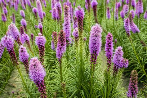 Growing Liatris How To Plant And Care For Blazing Star Flowers