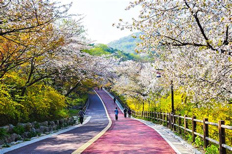 Taman Bunga Sakura Di Korea Selatan Foto Pesona Bunga Sakura Di