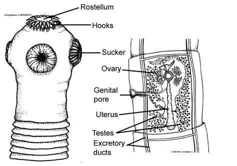 Cestoda Tapeworms Skeletal System