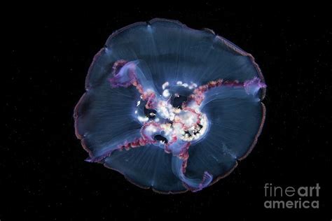 Amphipods Inside A Jellyfish Photograph By Alexander Semenovscience