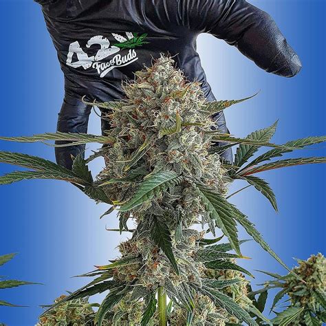 Fast Buds Autoflowering Cannabis Seeds Strawberry Gorilla Auto Fast
