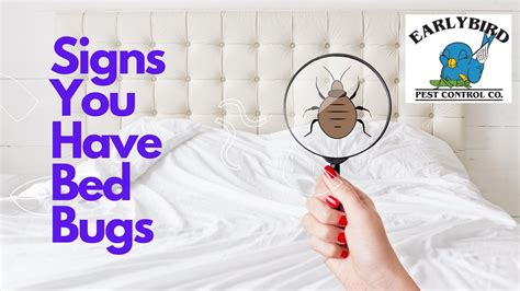 4 Signs You Have Bed Bugs Early Bird Pest Control