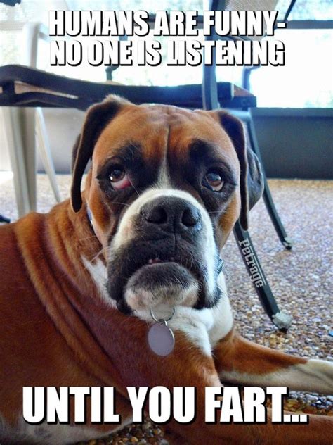 The Sarcastic Boxer Dog Dog House Meme Petrage Boxer Dogs Funny