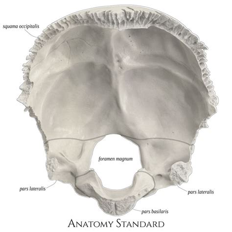 Occipital Bone Top View Occipital Human Body Bones