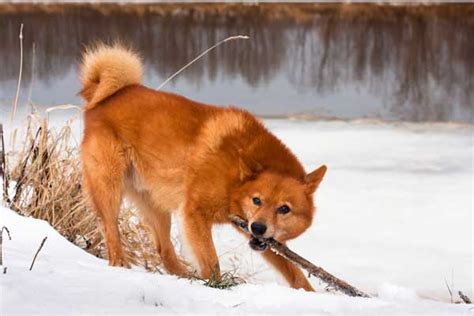 Finnish Spitz Info Pictures Facts And Traits Dogster