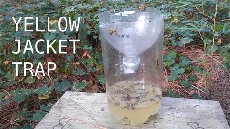 Pack Wasp Traps Hornet Yellow Jacket Wasp Repellent Bee Trap Wasps Outdoor Wasp Traps