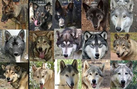 Wolfdog Content Chart Wolf Dog Wolf Pack Wolf Hybrid