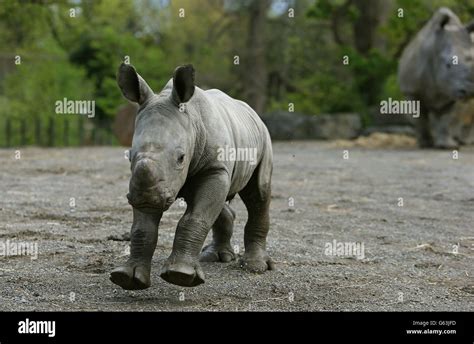 Dublin Zoos Newest Arrival A Baby Boy Southern White Rhinoceros Calf