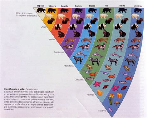 A Classificação Atual Dos Seres Vivos Considera As Semelhanças Anatomicas