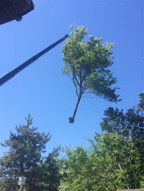 Check spelling or type a new query. Barrie Tree removal. Large Manitoba maple removal with ...