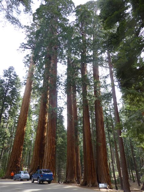 The tree known as general sherman contains an estimated 1,486 cubic metres (52,508 cubic feet) of timber. A Package Full Of Wishes: The biggest tree in the world