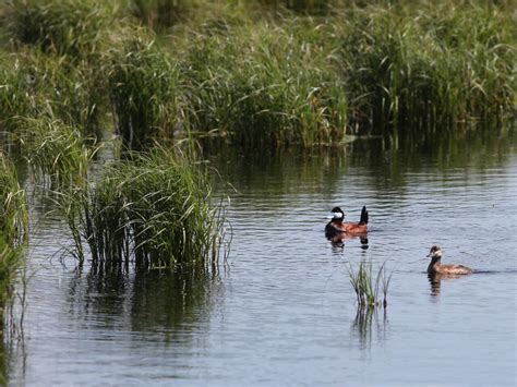 Photos And Videos For Ruddy Duck All About Birds Cornell Lab Of