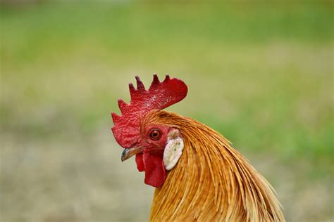 Free Picture Animal Domestic Rooster Side View Chicken Bird