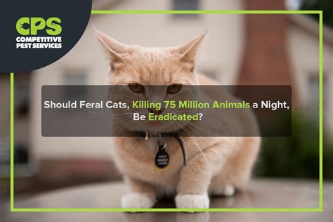 Should Feral Cats Killing 75 Million Animals A Night Be Eradicated