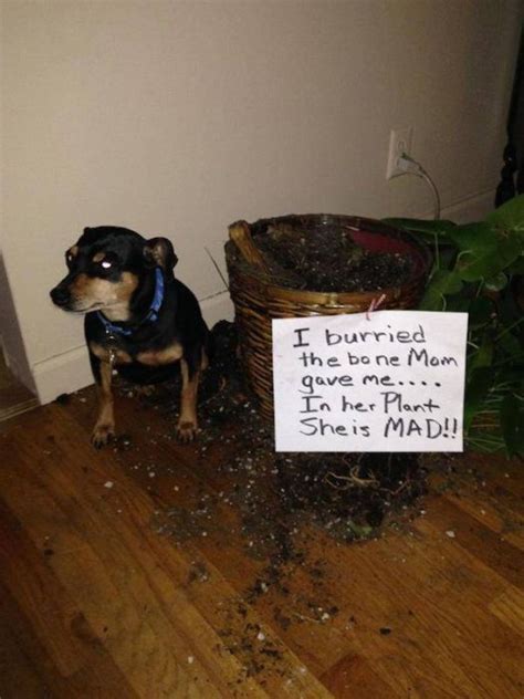 So, here are some tips to take. Animal Shaming (28 pics)
