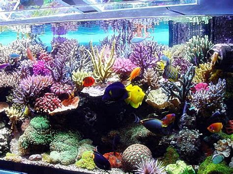 Bagi yang sudah terbiasa membeli aquarium jadi, silahkan coba. Ikan hias air laut dalam aquarium ~ Dunia Air