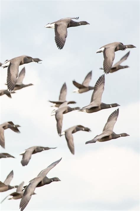 Brent Geese High In The Sky This Is A Photograph Of A Flock Of Brent