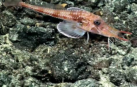 Camera captures strange fish-prawn hybrid - Storytrender