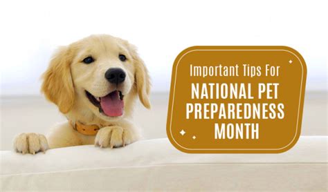 5 Important Tips For National Pet Preparedness Month