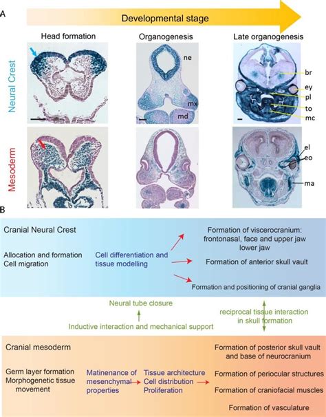 Contribution And Differentiation Of Cranial Neural Crest And Cranial