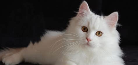 Kucing anggora merupakan kucing yang sangat terkenal di belahan dunia sebab rasnya terbentuk secara alami, alias tidak ada campur tangan manusia. Daftar Harga Kucing Anggora Murah Terbaru 2020