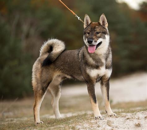 The website proclaims many doggie wars have been waged over precious treasure and delicious goodies. here are some other articles that you may be interested in Shikoku Inu | Japanese dogs, Unique dog breeds, Dogs