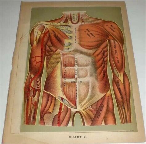 Human Anatomy Color Fold Out 1908 Antique Manikin Anatomical Chart