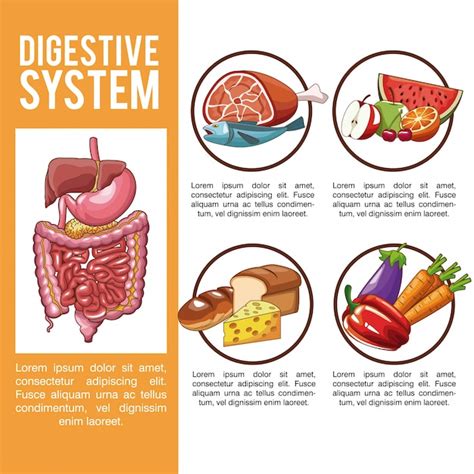 Premium Vector Digestive System Infographic