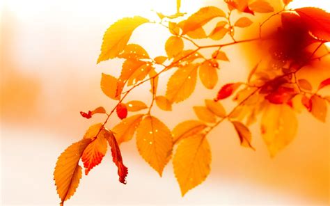 Wallpaper Sunlight Leaves Nature Plants Branch Yellow Orange