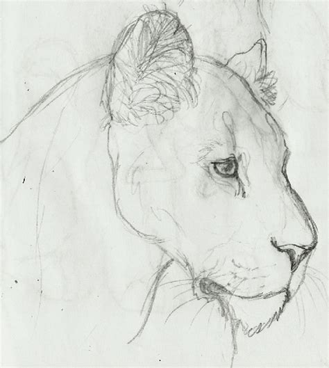 Lioness Sketch By Albinorichie On Deviantart