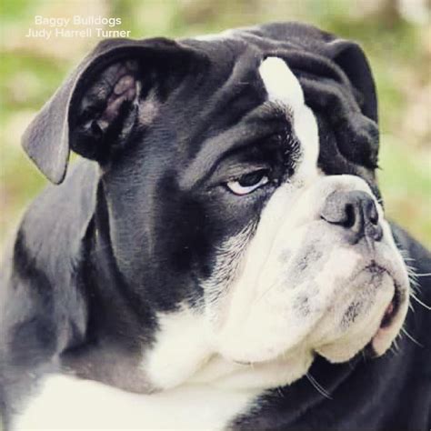 43 English Bulldog Puppies Black And White Image Bleumoonproductions