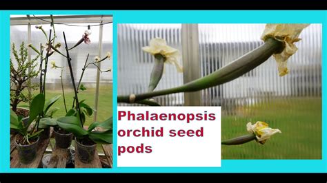 Phalaenopsis Orchid Seed Pods Youtube
