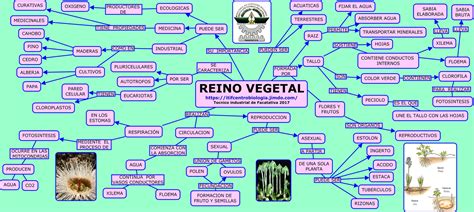 Reino Vegetal Web Itif Centrobiologia