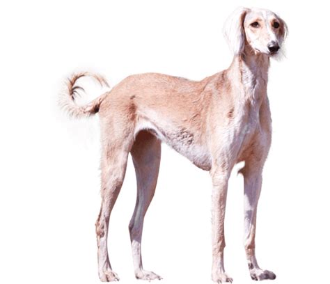 Saluki Dog Breed Facts And Information Wag Dog Walking