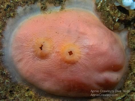 Tunicates—sea Squirts—pnw Ocean Life—species Identification — Edmonds Underwater Park