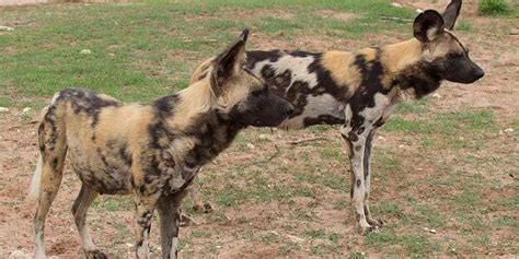 Meet Our Playful African Painted Dogs At Monarto Safari Park