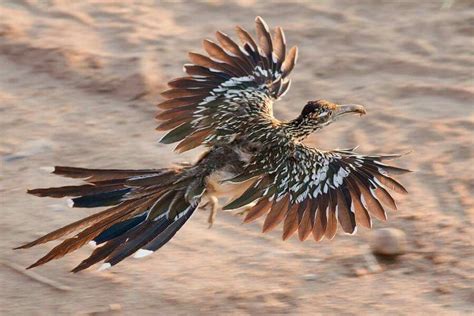 A Greater Roadrunner Geococcyx Californianus Taking Flight These