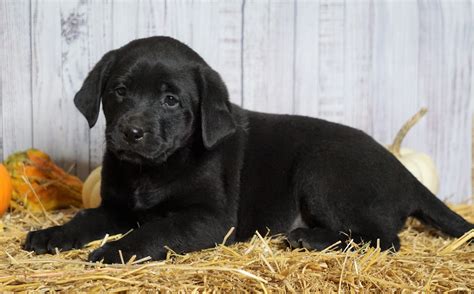 Rottweiler Lab Mix Puppy For Sale Fredericksburg Oh Female Roxy Ac
