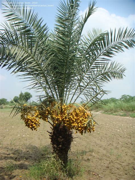 Plantfiles Pictures Date Palm Dhakki Phoenix