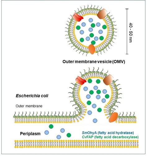 Bacterial Outer Membrane Vesicles As Nano‐scale Bioreactors A Fatty