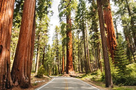 Sequoia National Park Flushmate