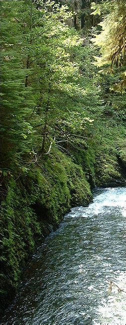 Here, where elk wander through chest. Quinault Rain Forest