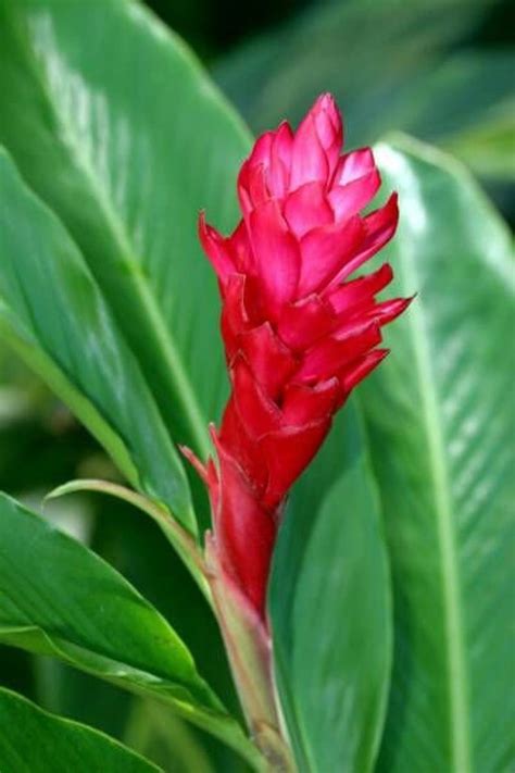 direct from hawaii red torch ginger alpinia purpurata etsy in 2021 ginger flower tropical