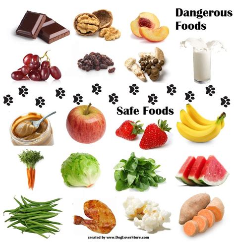 Dangerous Food For Dogs And Safe Food For Dogs