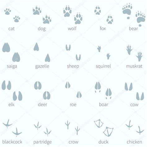 Tierspuren.net ist ein projekt um das bestimmen und spurenlesen von tierspuren zu erleichtern. Animals Footprint — Stock Vector © nikiteev #56517797