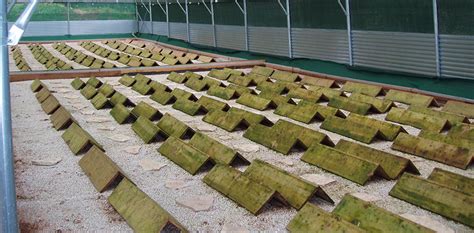 La lumaca è presente nella cucina popolare dell'antichità ed il modo di consumarla si è evoluto nei secoli. Allevamento di Lumache: Guadagni Elicicoltura, Come ...