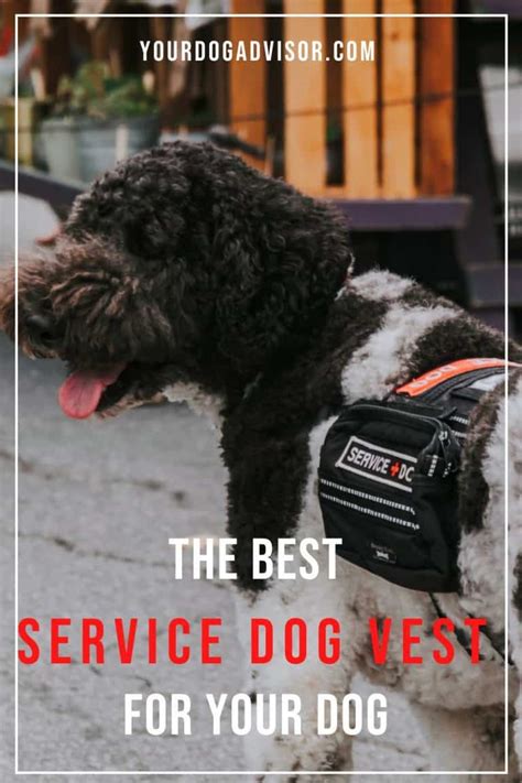 The Best Service Dog Vest For Your Dog Your Dog Advisor