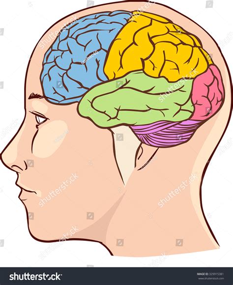 Brain Anatomy Diagram With Sectioned In Different Colours And Named